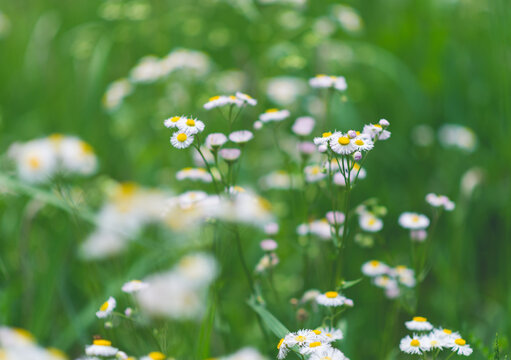 Wild Flowers In A Summer Field