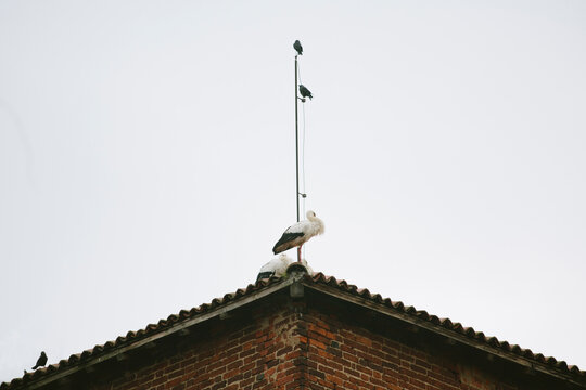 Stork and crows on top of ancient castle roof in Pavia, Italy