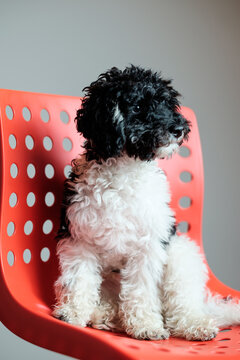 Harlequin Poodle Sitting on the Chair