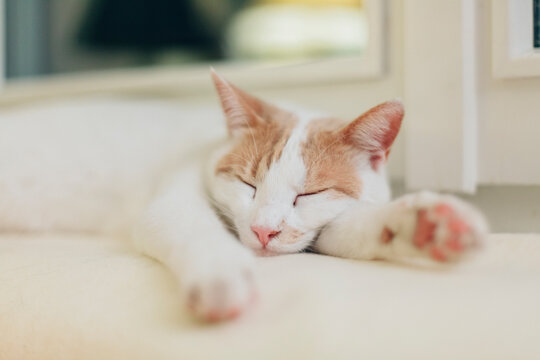 Close up of happy cat sleeping hard on blanket on windowsill in warm abat-jour light