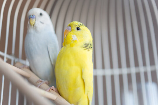 Portrait of my bird friend