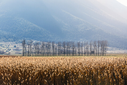 A Row of Trees in a Field of Grain