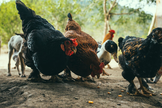 Feeding Chickens