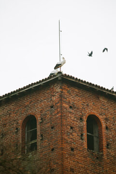 Crows fly on top of roof close to storks in Pavia, Italy