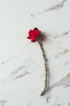 red rose with thorns on a marble background