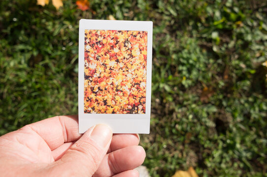 Polaroid of fall foliage in green nature