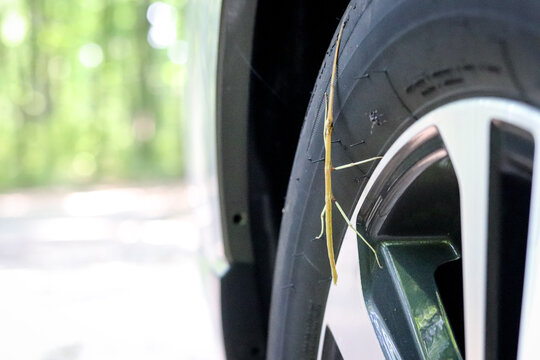 Walking Stick Bug on Tire