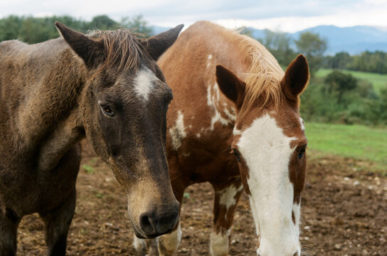 Pinto horses
