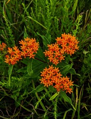 Orange butterfly milkweed in the garden