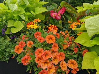 Orange petunia in the garden.