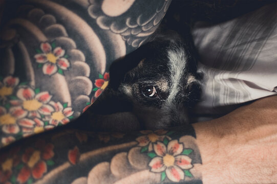 A man's arm with tattoos cradles a small dog