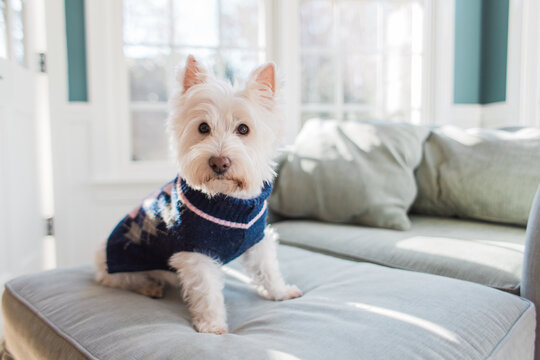 Cute small white dog in a winter sweater
