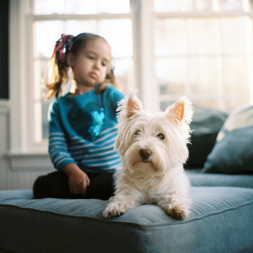 Beautiful young girl sitting on a chair with a cute white dog