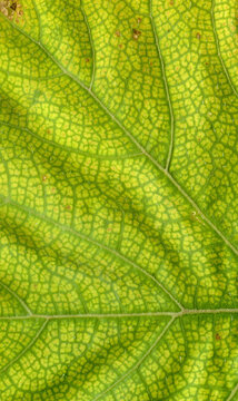 Pumpkin leafs surface at extreme close-up