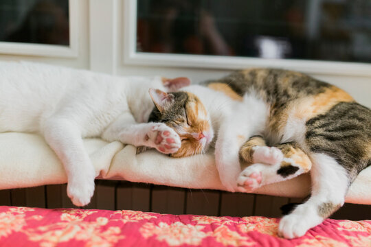 Two cat hugging and sleeping together indoors