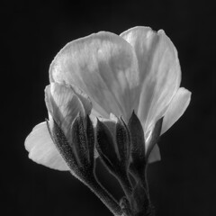 Geranium flower in black and white on black background