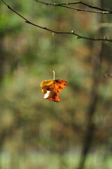 Liść, jesień, pajęczyna © Sabina