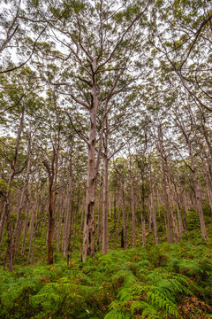 giant ancient eucalyptus trees, some over 400 years old.