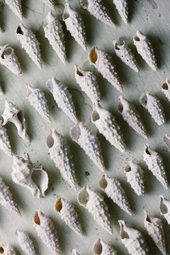 Seashells