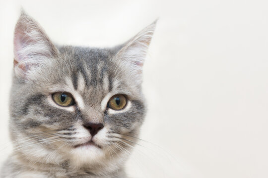 Close-up photo of a small gray cat with yellow eyes looking into the distance, a cute and charming curious kitten on a light background. Horizontal photo.