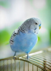 Blue wavy parrot on a cage, selective focus.
