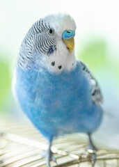 Blue wavy parrot on a cage, selective focus.
