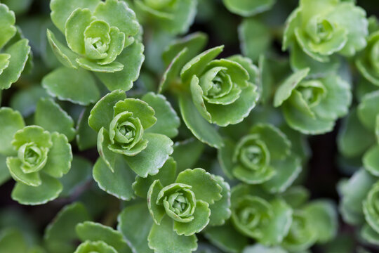 Macro of green sedum plant leaves
