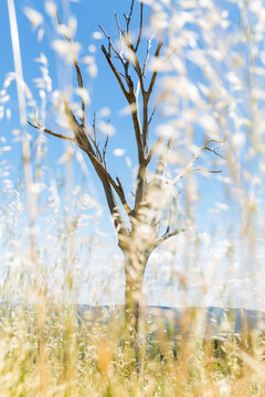 Skeleton of dead tree viewed through stems of dry grass