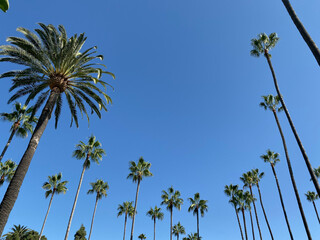 Fototapeta premium palm trees against blue sky