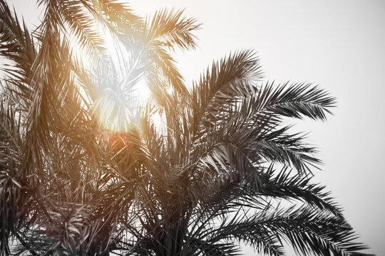 details of palm with sunshine