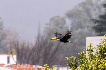Tucan Volando bajo la lluvia - Salta Argentina © Angel