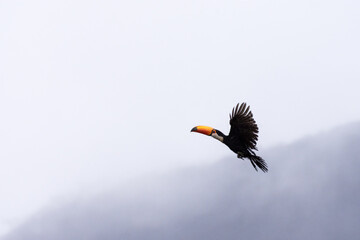 Tucan Volando bajo la lluvia - Salta Argentina