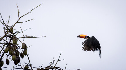 Tucan Volando bajo la lluvia - Salta Argentina