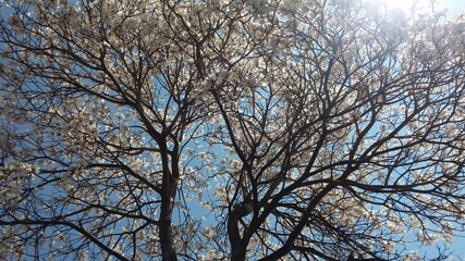 Sonhos de um lugar distante. 