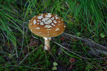 Brown Fly Agaric or King Fly Agaric growing on a forest during autumn.
