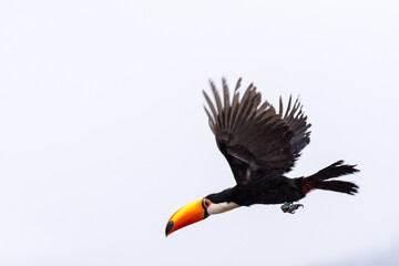 Tucan Volando bajo la lluvia - Salta Argentina © Angel
