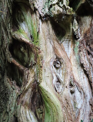 Patterned tree bark background