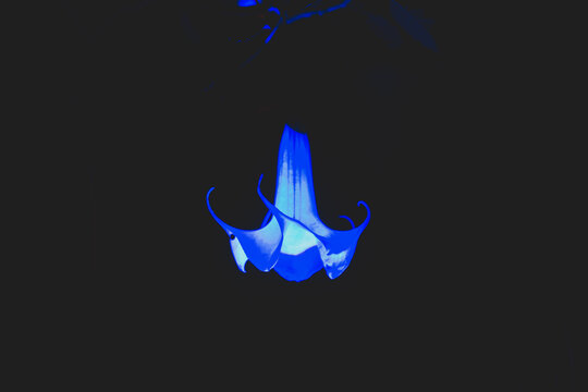 flor