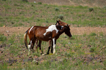 Pair of wild mustangs leaning on each other