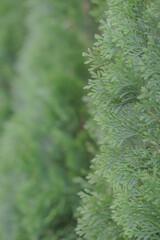 Pine tree texture. Evergreen, selective focus, blurry background