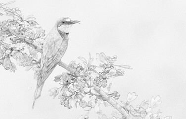 European bee eater (Merops apiaster) sketch