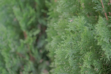 Pine tree texture. Evergreen, selective focus, blurry background