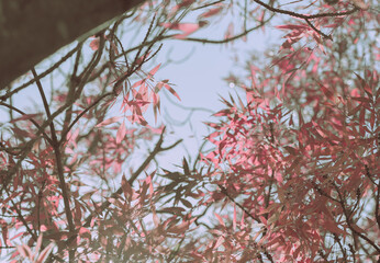 Autumn Leaves, Autumn background or texture