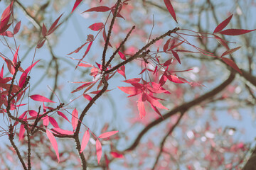 Autumn Leaves, Autumn background or texture