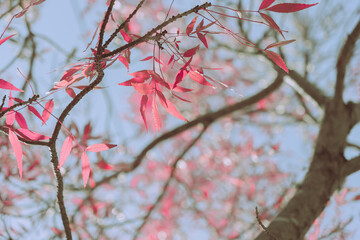 Autumn Leaves, Autumn background or texture