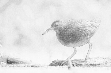 Water Rail (Rallus aquaticus) sketch