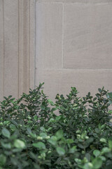 Green leaves on gray cement wall