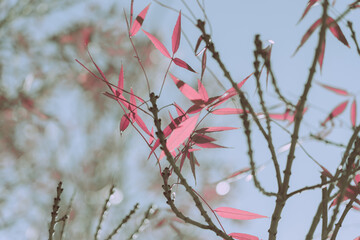 Autumn Leaves, Autumn background or texture