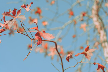 Autumn Leaves, Autumn background or texture