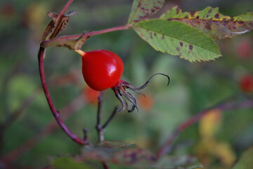 Bright red dog rose hips on a branch close-up. Wild rosehips in nature.